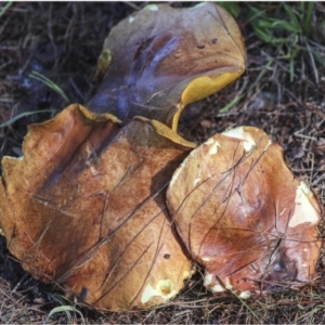 Suillus sp. at Yarralumla, ACT - 16 May 2022 01:57 PM