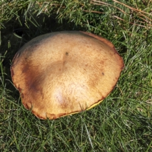 Suillus sp. at Yarralumla, ACT - 16 May 2022