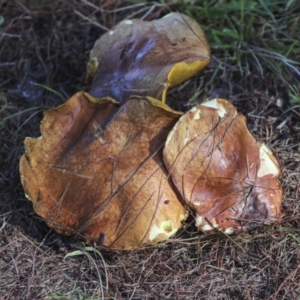 Suillus sp. at Yarralumla, ACT - 16 May 2022