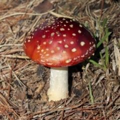 Amanita muscaria (Fly Agaric) at Lake Burley Griffin West - 16 May 2022 by AlisonMilton