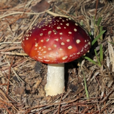 Amanita muscaria (Fly Agaric) at Yarralumla, ACT - 16 May 2022 by AlisonMilton