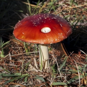 Amanita muscaria at Yarralumla, ACT - 16 May 2022