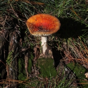 Amanita muscaria at Yarralumla, ACT - 16 May 2022