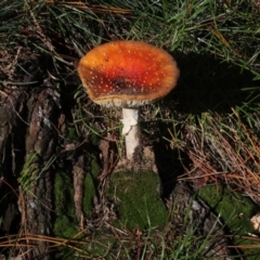 Amanita muscaria at Yarralumla, ACT - 16 May 2022