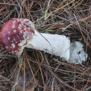 Amanita muscaria at Yarralumla, ACT - 16 May 2022