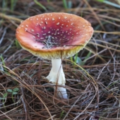 Amanita muscaria at Yarralumla, ACT - 16 May 2022