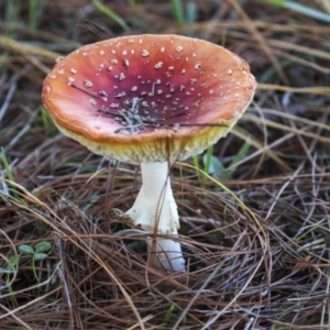 Amanita muscaria at Yarralumla, ACT - 16 May 2022