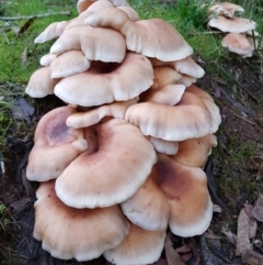 Pleurotus sp. at Wingecarribee Local Government Area - 29 Apr 2022 by Aussiegall