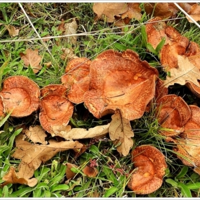 Unidentified Cap on a stem; gills below cap [mushrooms or mushroom-like] at Crooked Corner, NSW - 13 May 2022 by Milly