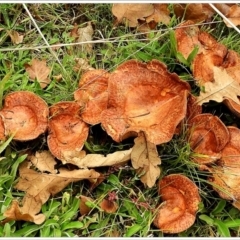 Lactarius deliciosus (TBC) at Crooked Corner, NSW - 13 May 2022 by Milly