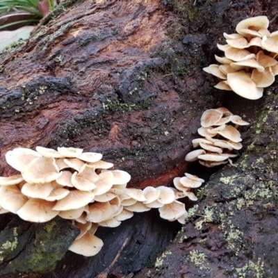 Collybia eucalyptorum at Penrose, NSW - 5 May 2022 by Aussiegall