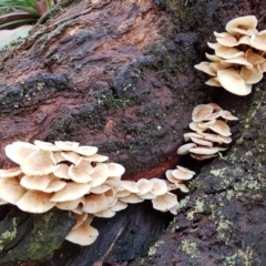 Unidentified Cap on a stem; gills below cap [mushrooms or mushroom-like] (TBC) at Penrose, NSW - 5 May 2022 by Aussiegall