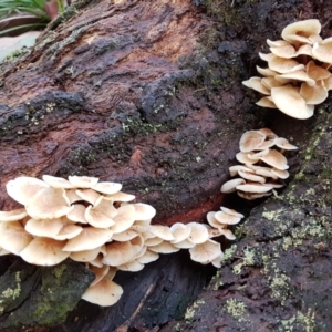 Collybia eucalyptorum (TBC) at suppressed by Aussiegall