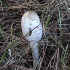 Coprinus comatus (Shaggy Ink Cap) at Lake Burley Griffin West - 16 May 2022 by AlisonMilton