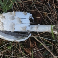 Coprinus comatus at Yarralumla, ACT - 16 May 2022