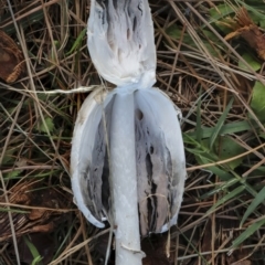 Coprinus comatus at Yarralumla, ACT - 16 May 2022