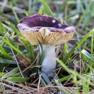 Russula 'purpureoflava group' at Yarralumla, ACT - 16 May 2022 01:53 PM