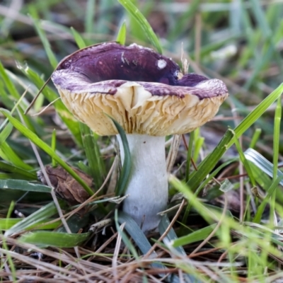 Russula 'purpureoflava group' at Lake Burley Griffin West - 16 May 2022 by AlisonMilton