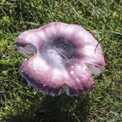 Russula 'purpureoflava group' at Yarralumla, ACT - 16 May 2022