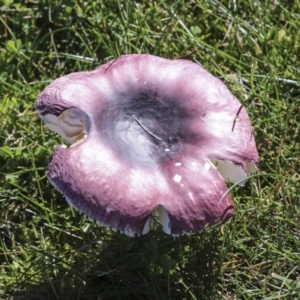 Russula 'purpureoflava group' at Yarralumla, ACT - 16 May 2022 01:53 PM