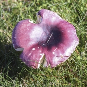 Russula 'purpureoflava group' at Yarralumla, ACT - 16 May 2022