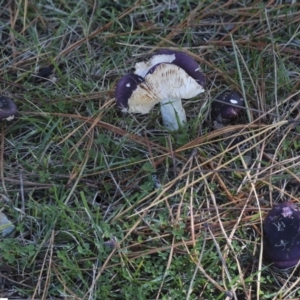 Russula 'purpureoflava group' at Yarralumla, ACT - 16 May 2022