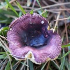 Russula 'purpureoflava group' at Yarralumla, ACT - 16 May 2022 01:53 PM