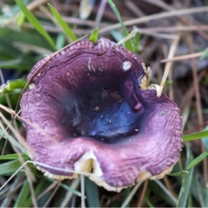 Russula 'purpureoflava group' at Yarralumla, ACT - 16 May 2022 01:53 PM