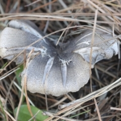 Tricholoma terreum (Grey Knight or Dirty Tricholoma) at Lake Burley Griffin West - 16 May 2022 by AlisonMilton