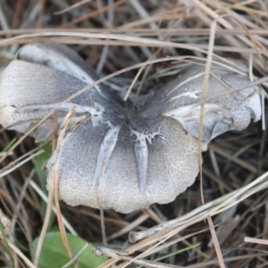 Tricholoma terreum at Yarralumla, ACT - 16 May 2022