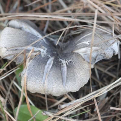 Tricholoma terreum (Grey Knight or Dirty Tricholoma) at Lake Burley Griffin West - 16 May 2022 by AlisonMilton