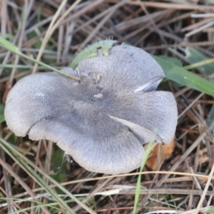 Tricholoma terreum at Yarralumla, ACT - 16 May 2022