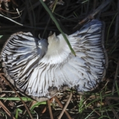 Tricholoma terreum at Yarralumla, ACT - 16 May 2022