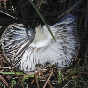 Tricholoma terreum at Yarralumla, ACT - 16 May 2022