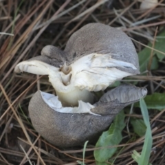 Tricholoma terreum at Yarralumla, ACT - 16 May 2022