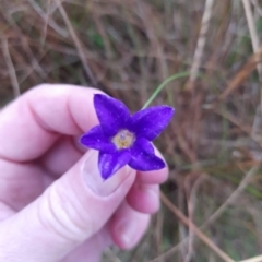 Wahlenbergia sp. (Bluebell) at Bywong, NSW - 30 May 2022 by snowgum
