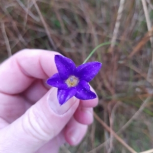 Wahlenbergia sp. at Bywong, NSW - 30 May 2022