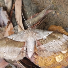 Unidentified Moth (Lepidoptera) (TBC) at Penrose, NSW - 22 May 2022 by Aussiegall