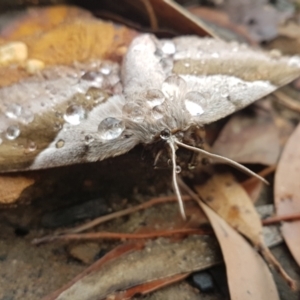 Chelepteryx chalepteryx at Penrose - 22 May 2022