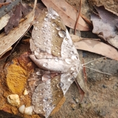 Chelepteryx chalepteryx at Penrose - 22 May 2022