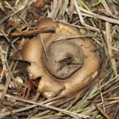 Geastrum sp. (Geastrum sp.) at Parkes, ACT - 16 May 2022 by AlisonMilton