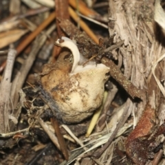Geastrum sp. at Parkes, ACT - 16 May 2022