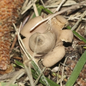 Geastrum sp. at Parkes, ACT - 16 May 2022 11:08 AM