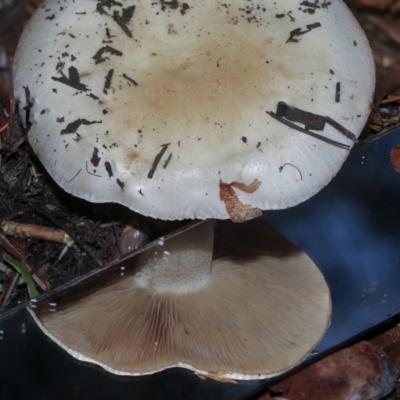 Unidentified Cap on a stem; gills below cap [mushrooms or mushroom-like] at Parkes, ACT - 16 May 2022 by AlisonMilton