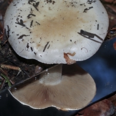 Unidentified Cap on a stem; gills below cap [mushrooms or mushroom-like] at Parkes, ACT - 16 May 2022 by AlisonMilton