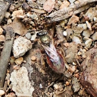 Lasioglossum (Homalictus) punctatus (A halictid bee) at Aranda Bushland - 26 May 2022 by CathB