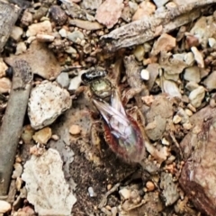 Homalictus (Homalictus) punctatus (A halictid bee) at Aranda, ACT - 26 May 2022 by CathB