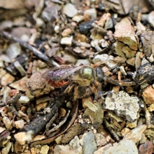 Lasioglossum (Homalictus) punctatum at Aranda, ACT - 26 May 2022 04:20 PM