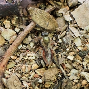 Lasioglossum (Homalictus) punctatum at Aranda, ACT - 26 May 2022