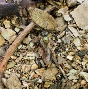 Lasioglossum (Homalictus) punctatus at Aranda, ACT - 26 May 2022